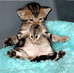 un chat avec un seouri