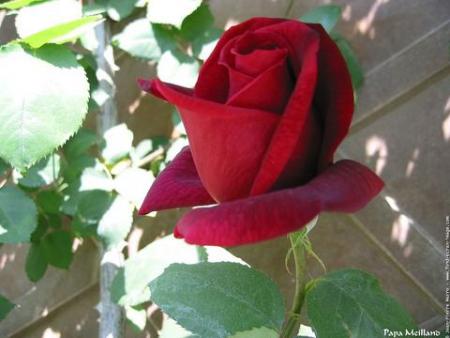 fleur reuge