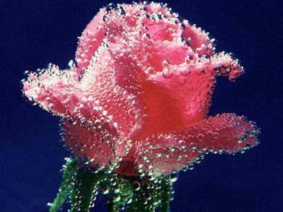 ma pelle fleur